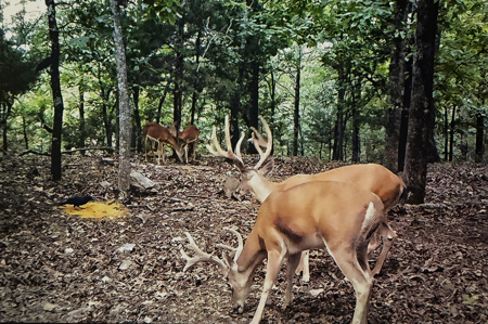 20 Acres Prime Hunting Land SE OK Potato Hills W/ Spring Water - image 4