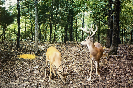 20 Acres Prime Hunting Land SE OK Potato Hills W/ Spring Water - image 6
