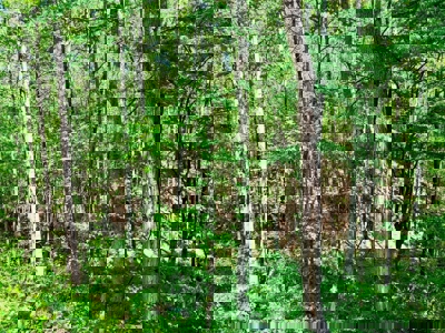 Doublewide Country Home on Acreage in Saltillo, Mississippi - image 36