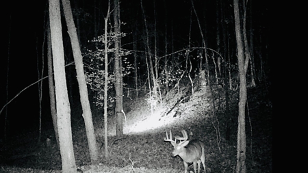 Doublewide Country Home on Acreage in Saltillo, Mississippi - image 34