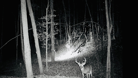 Doublewide Country Home on Acreage in Saltillo, Mississippi - image 38