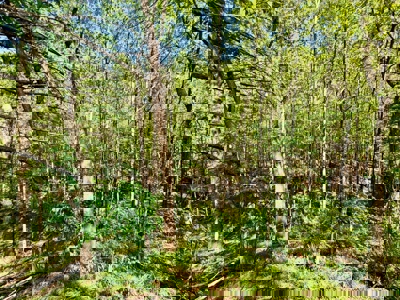 Doublewide Country Home on Acreage in Saltillo, Mississippi - image 37