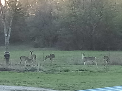 Acreage and Home for Sale in Hugo, Oklahoma - image 25