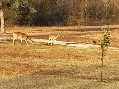 Acreage and Home for Sale in Hugo, Oklahoma - image 26