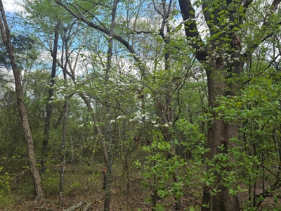 Land with Utilities for Sale in Antlers, Oklahoma - image 16