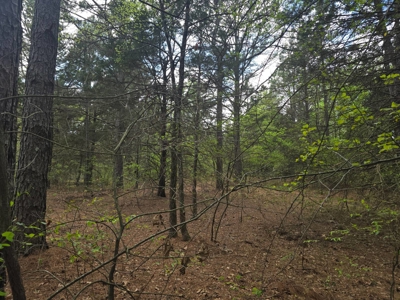 Land with Utilities for Sale in Antlers, Oklahoma - image 6