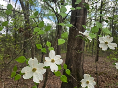 Land with Utilities for Sale in Antlers, Oklahoma - image 1