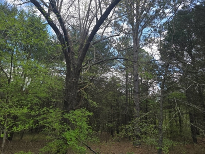 Land with Utilities for Sale in Antlers, Oklahoma - image 12