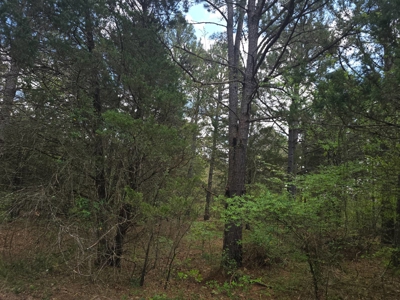 Land with Utilities for Sale in Antlers, Oklahoma - image 11