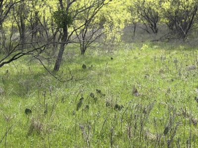 Land For Sale in Brown County Texas with a Pond and water Well - image 7
