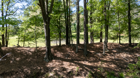 31.738 Acres for Sale on FM 344 Near Bullard Smith County TX - image 21