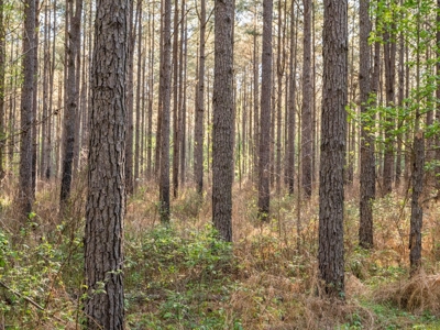 455 Acres Hunting & Income Land in Choctaw County MS - image 35