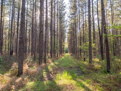 455 Acres Hunting & Income Land in Choctaw County MS - image 20