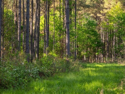 455 Acres Hunting & Income Land in Choctaw County MS - image 18