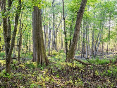 455 Acres Hunting & Income Land in Choctaw County MS - image 30