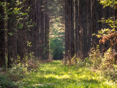 455 Acres Hunting & Income Land in Choctaw County MS - image 17