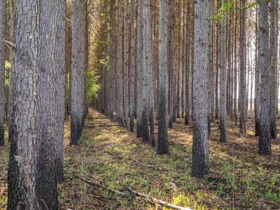 455 Acres Hunting & Income Land in Choctaw County MS - image 16