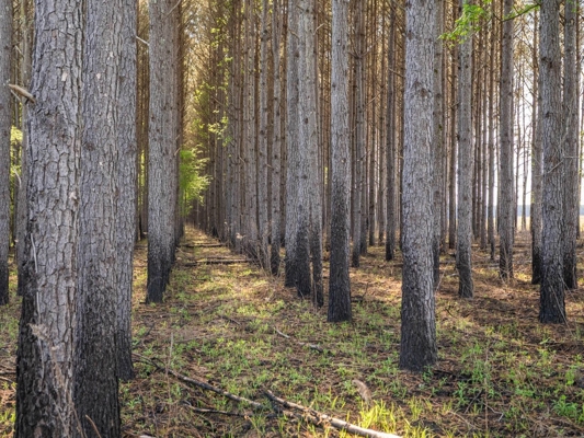 455 Acres Hunting & Income Land in Choctaw County MS