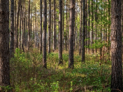 455 Acres Hunting & Income Land in Choctaw County MS - image 22