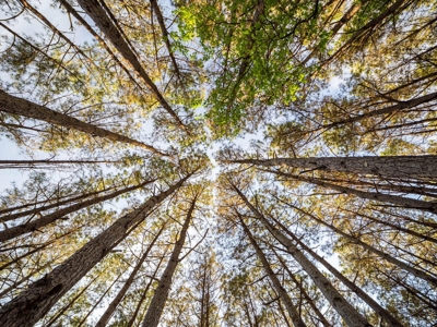 455 Acres Hunting & Income Land in Choctaw County MS - image 23