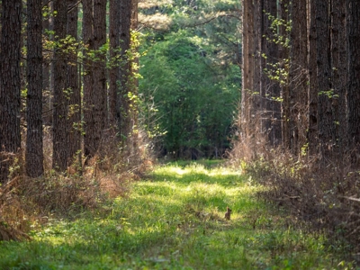 455 Acres Hunting & Income Land in Choctaw County MS - image 19