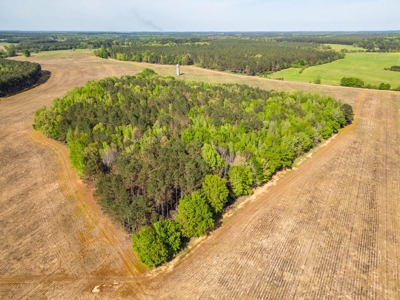 455 Acres Hunting & Income Land in Choctaw County MS - image 5