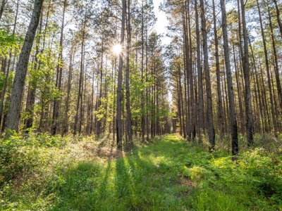 455 Acres Hunting & Income Land in Choctaw County MS - image 36