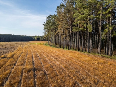 455 Acres Hunting & Income Land in Choctaw County MS - image 13