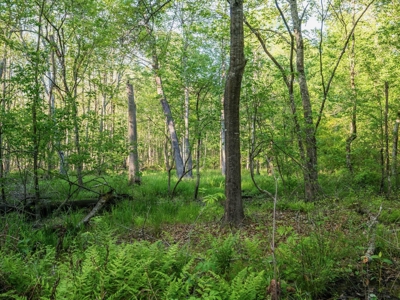 455 Acres Hunting & Income Land in Choctaw County MS - image 31