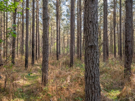 455 Acres Hunting & Income Land in Choctaw County MS