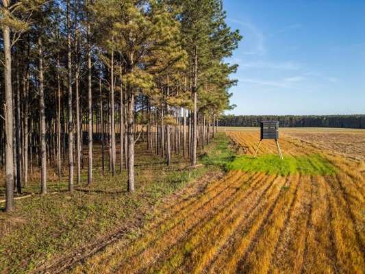 455 Acres Hunting & Income Land in Choctaw County MS