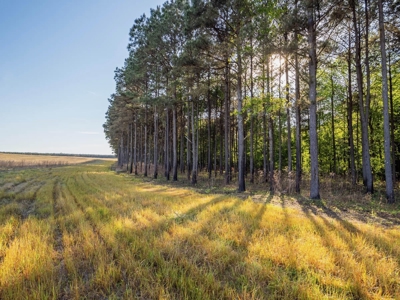 455 Acres Hunting & Income Land in Choctaw County MS - image 32