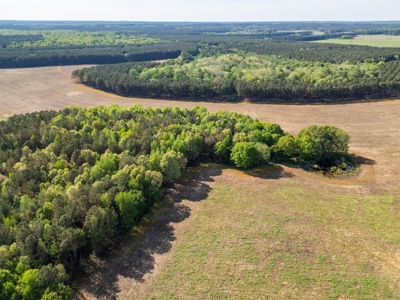 455 Acres Hunting & Income Land in Choctaw County MS - image 4