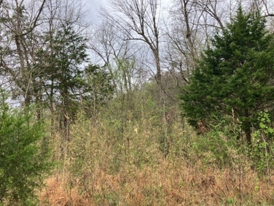 Beautiful Acreage With Martin Creek Frontage Williford Arkansas - image 7