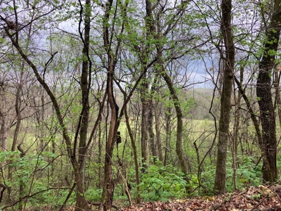 Beautiful Acreage With Martin Creek Frontage Williford Arkansas - image 18