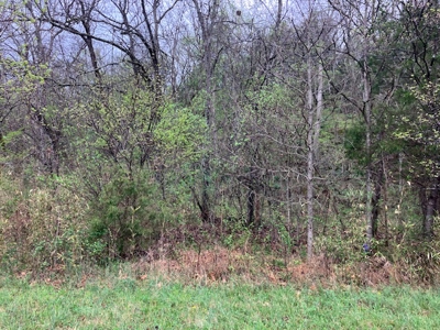 Beautiful Acreage With Martin Creek Frontage Williford Arkansas - image 19