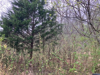 Beautiful Acreage With Martin Creek Frontage Williford Arkansas - image 20