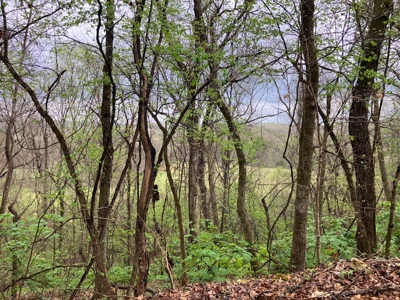 Beautiful Acreage With Martin Creek Frontage Williford Arkansas - image 22