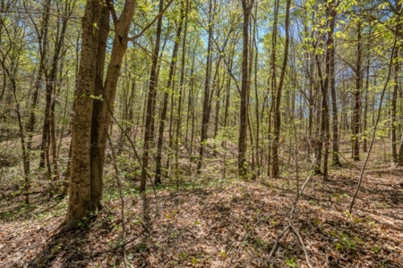 Hunter's Paradise! 91+/- Acres With Cabin For Sale in Middle TN - image 29