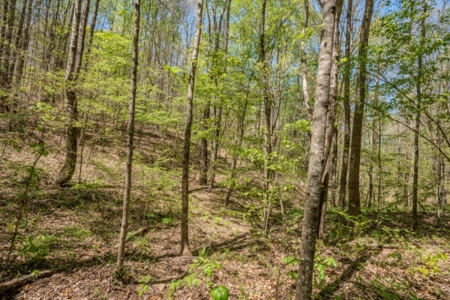 Hunter's Paradise! 91+/- Acres With Cabin For Sale in Middle TN - image 26