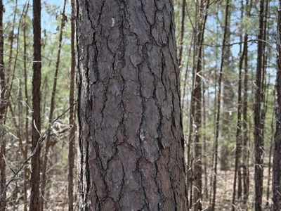 Three Acre Lot overlooking Lake Norfork - image 33