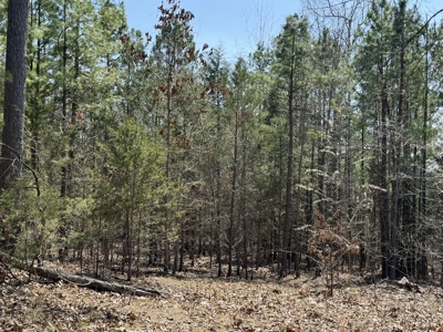 Three Acre Lot overlooking Lake Norfork - image 23