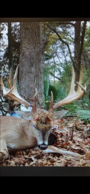 1,196+/- Acre Deer & Duck Hunting Paradise Tensas Parish, LA