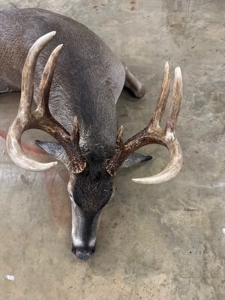 1,196+/- Acre Deer & Duck Hunting Paradise Tensas Parish, LA - image 27