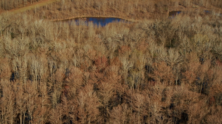 1,196+/- Acre Deer & Duck Hunting Paradise Tensas Parish, LA
