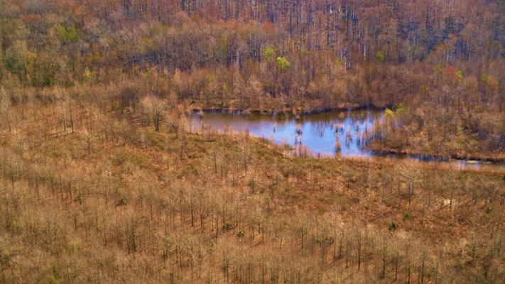 1,196+/- Acre Deer & Duck Hunting Paradise Tensas Parish, LA