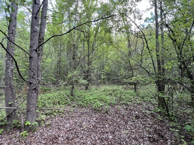 6.99+/- Wooded Acres with Pond For Sale in Higginson, AR - image 18