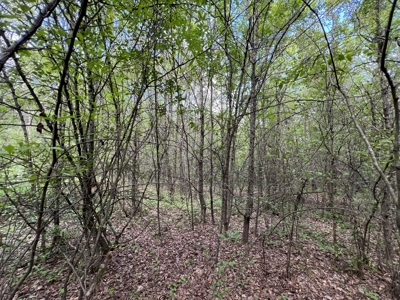 6.99+/- Wooded Acres with Pond For Sale in Higginson, AR - image 8