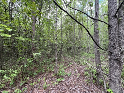 6.99+/- Wooded Acres with Pond For Sale in Higginson, AR - image 17