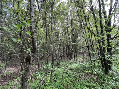 6.99+/- Wooded Acres with Pond For Sale in Higginson, AR - image 10